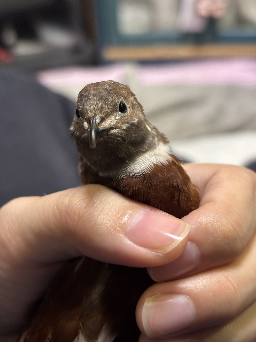 🍠°v° tweet media