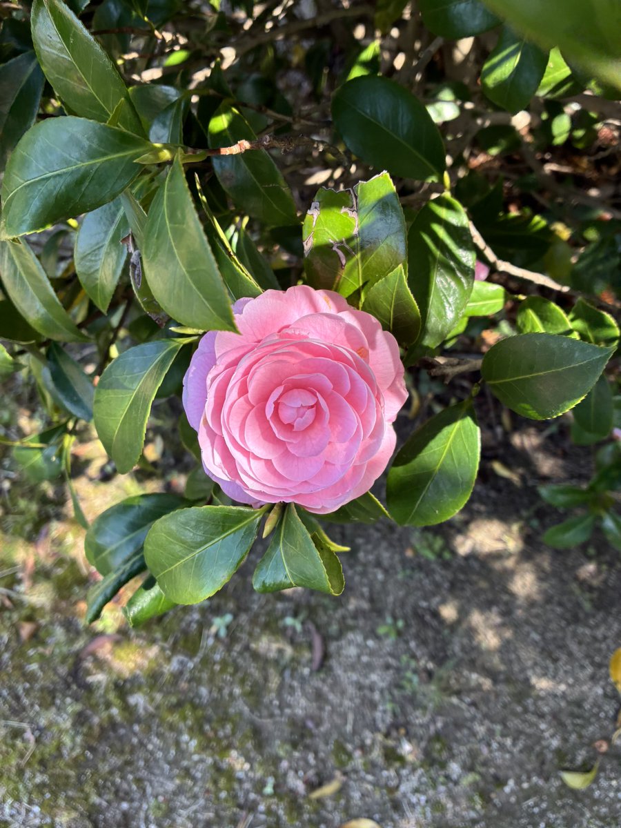 白無 もね(新人VTuber)イラストレーター tweet media