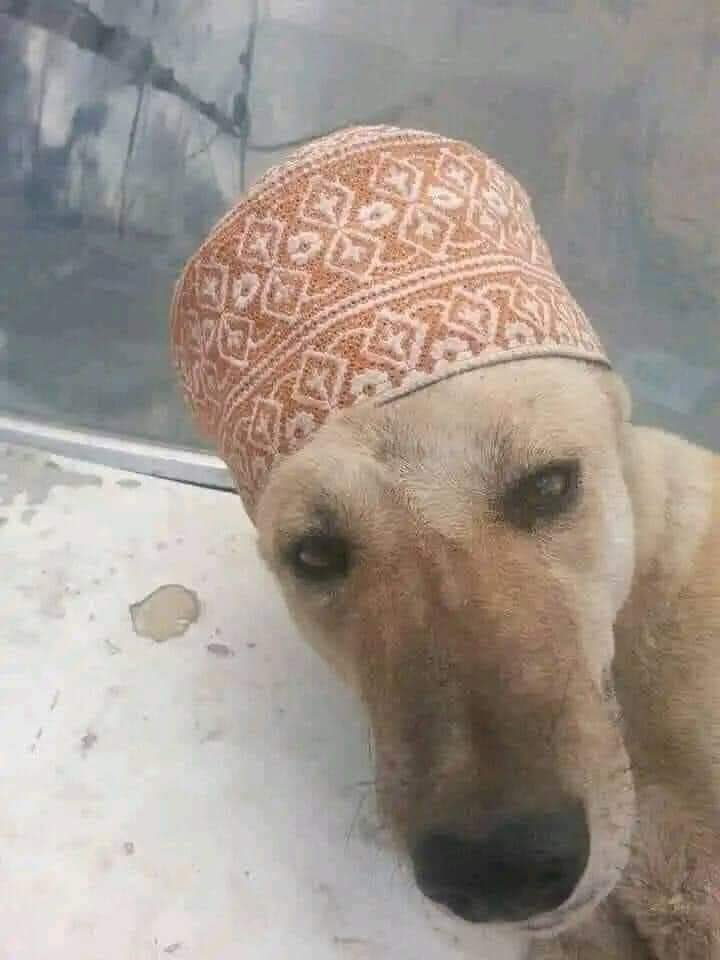 قناص tweet media