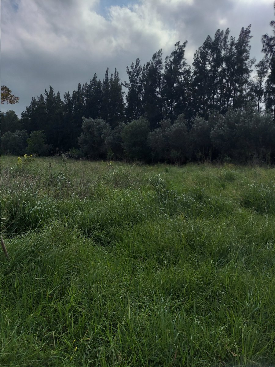 وَردَة | الحمدلله tweet media