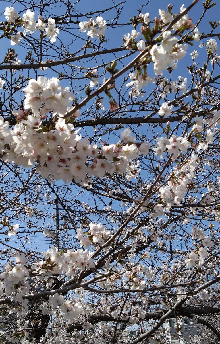 michiokkk's tweet photo. 岩倉の桜まつり🌸
五条川🎏沿い綺麗でした！
ライトアップも良いけど、お昼も良いっすね。
#桜
#愛知県 https://t.co/uYEtHKqxsL