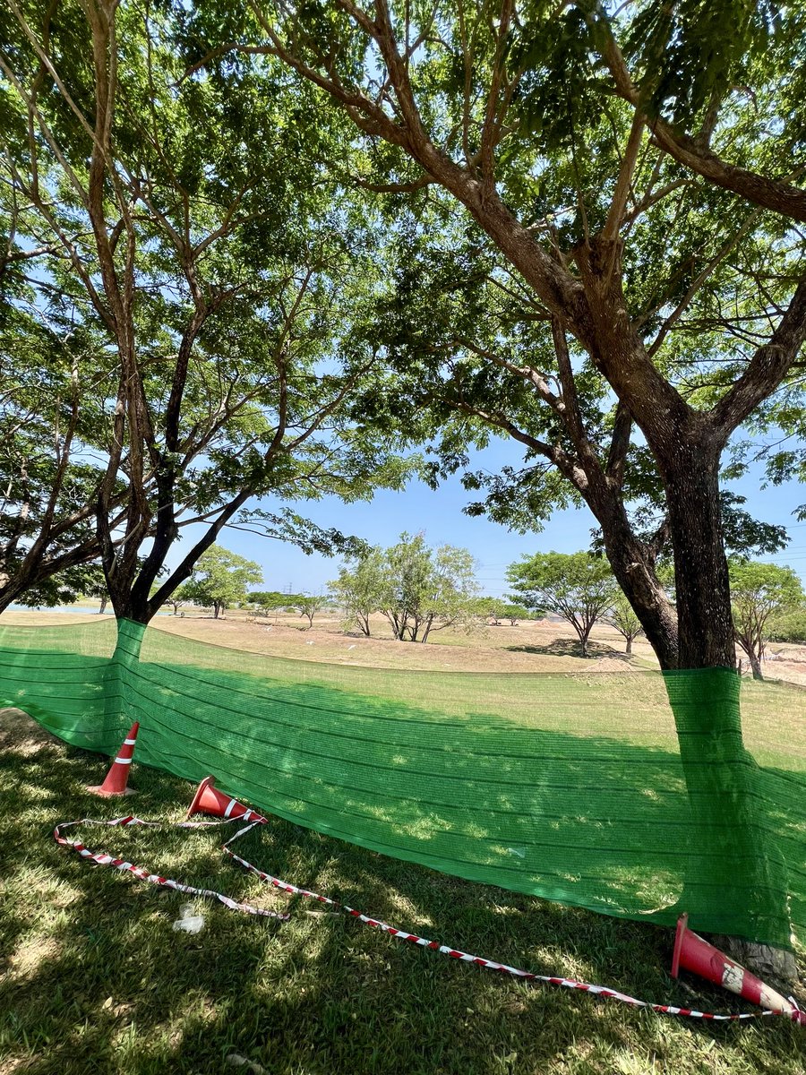 🌳🌳☕️☀️