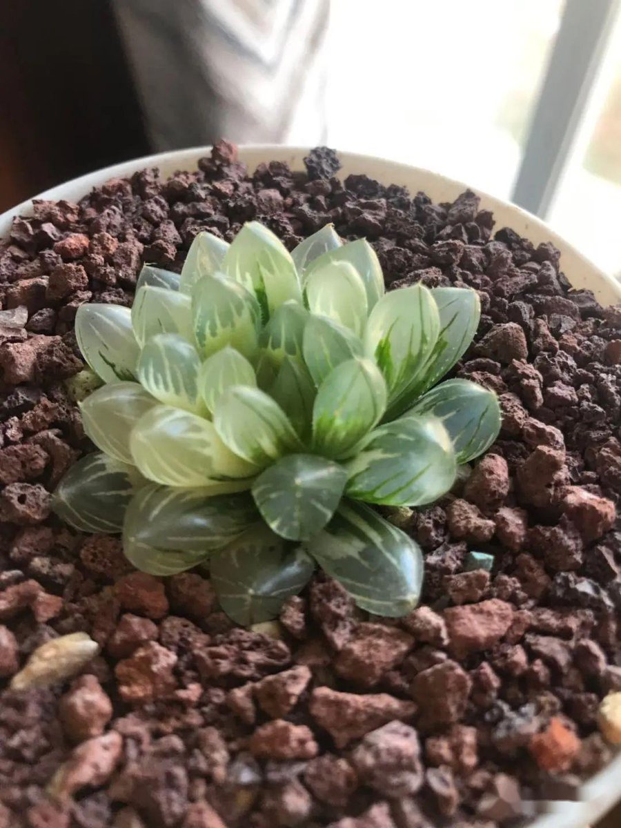 Carolina Piñeiro tweet media