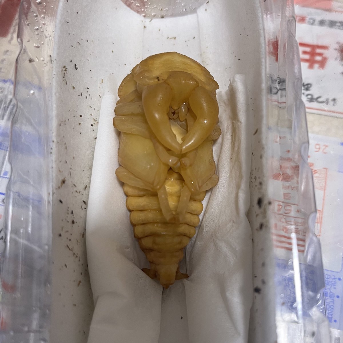 まどか🎮🩷 tweet media