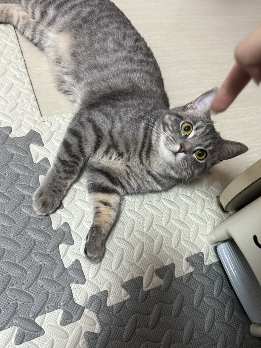 仓鼠糍粑 tweet media