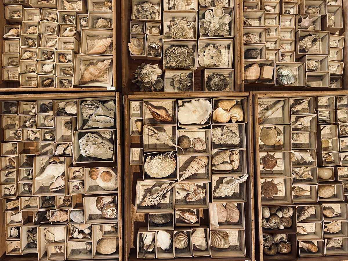 博物学の先生をやってた方のお宅から大量の貝の標本を引き取りました…
標本箱は20箱以上あり、基本ラベルが付いています。約50〜60年前の全国の貝殻の標本です。全てまとめて3万円で販売中です。
別途送料かかりますが(都内5000円)、車で配送も承ります。
LECURIO18時まで営業中です。