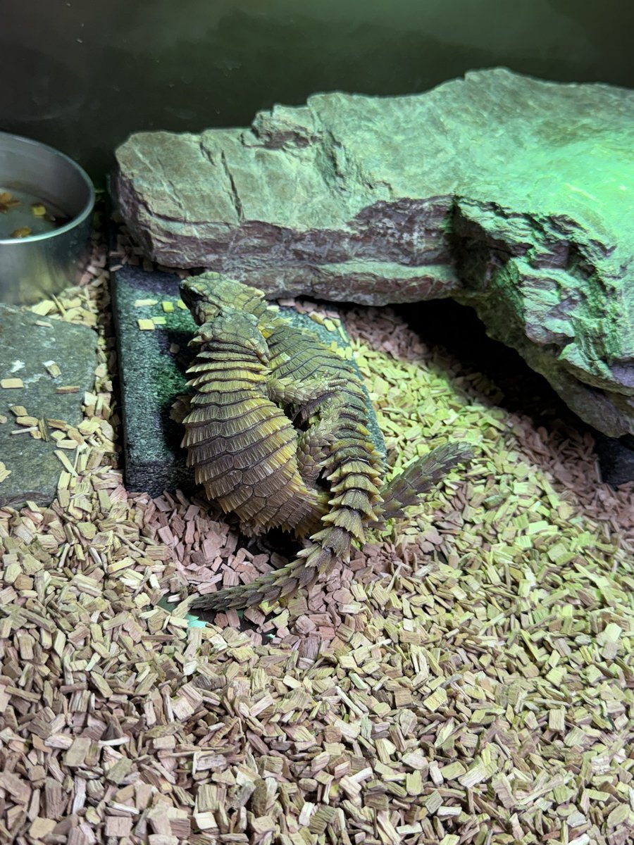 おすず tweet media