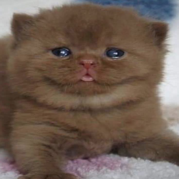 🔞 MATTITO ❤️‍🪽| VGEN OPEN #VArtist | 2026 DEBUT tweet media