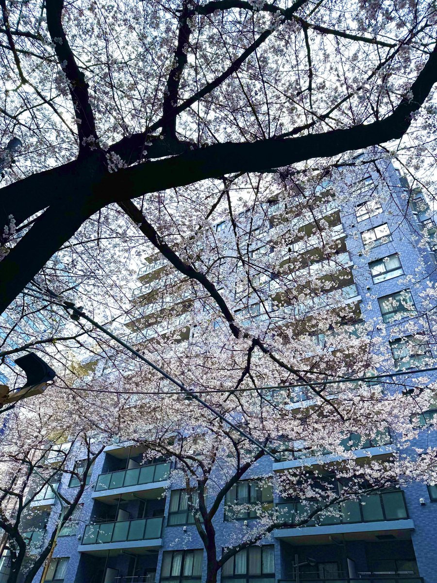 さいとー tweet media