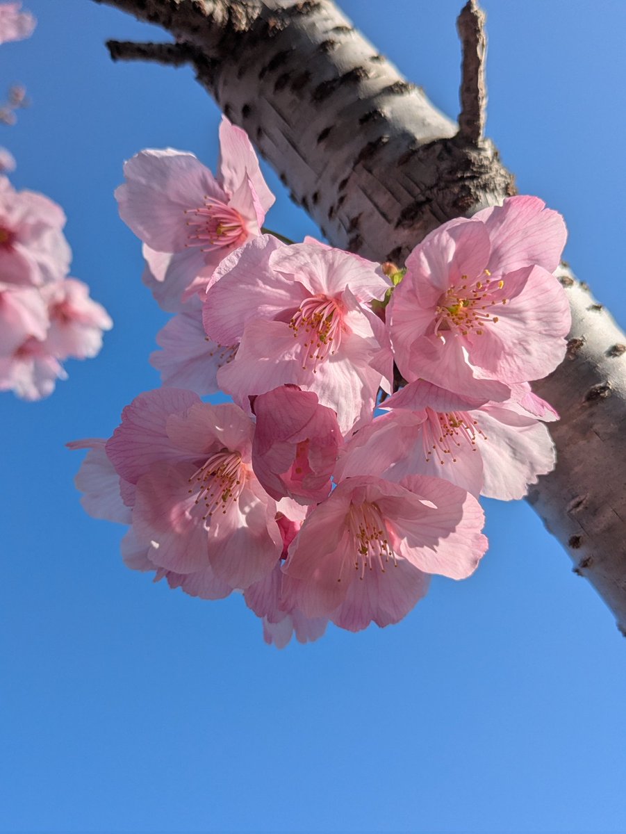 💖えまぽん💖 tweet media