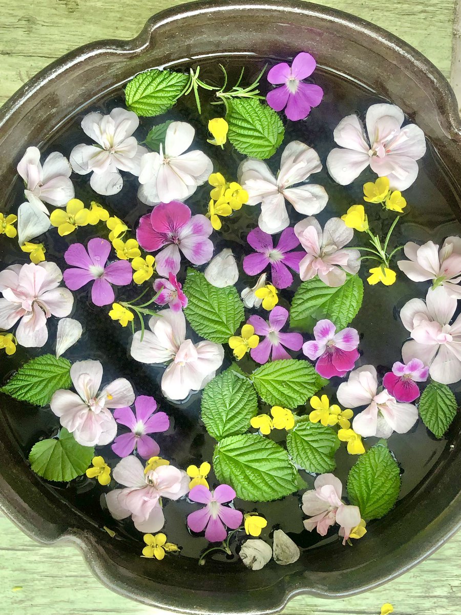 뮤리엘의 온실🌿🪩💃🕺🪩🌿끝이 보이는 타마린드 숲 탈출 tweet media