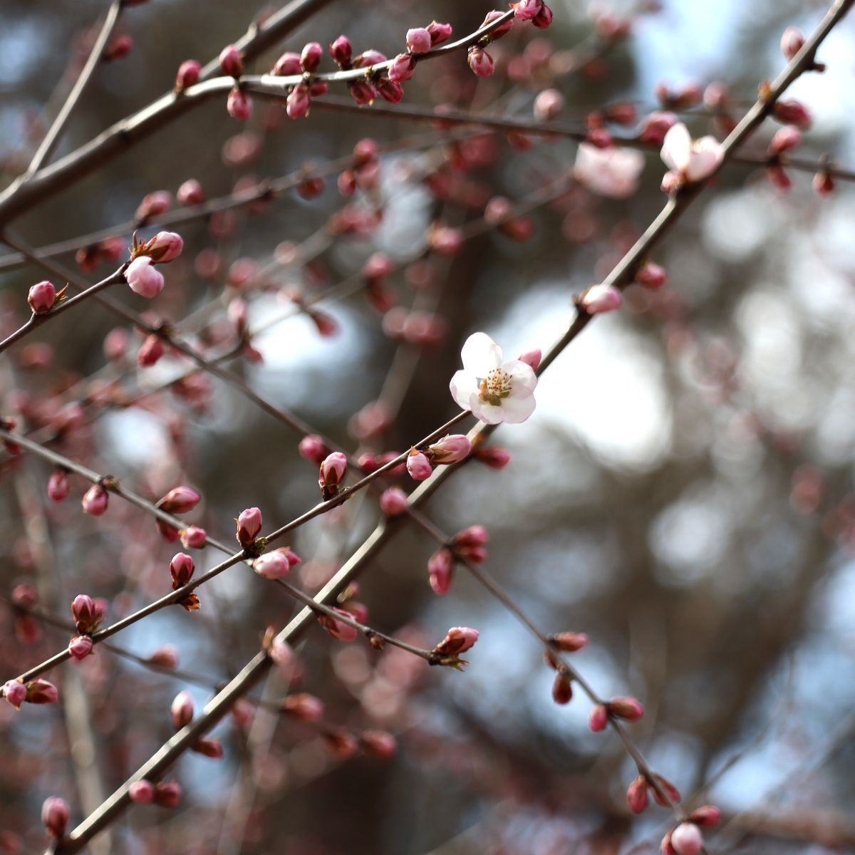 弘前感交劇場 tweet media