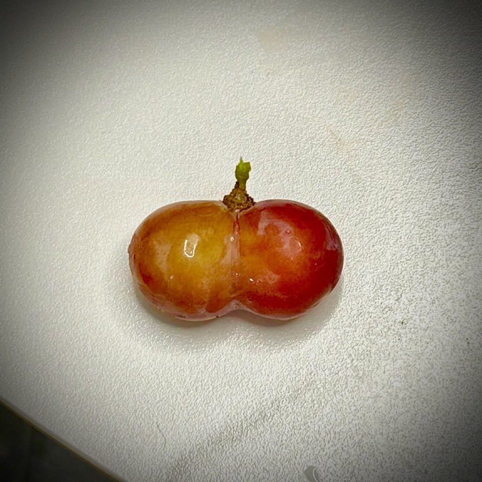 羊尾小鸡肌 Virgil tweet media