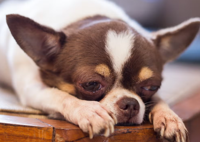 CAMELCAST OFFICIAL tweet media