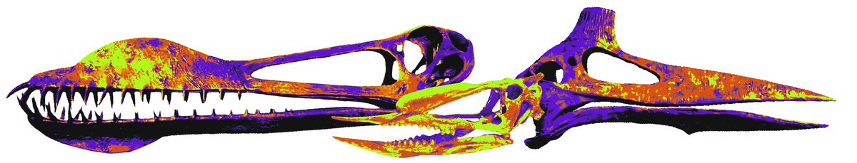 croffee 🦇 sado panda circus 2026 tweet media