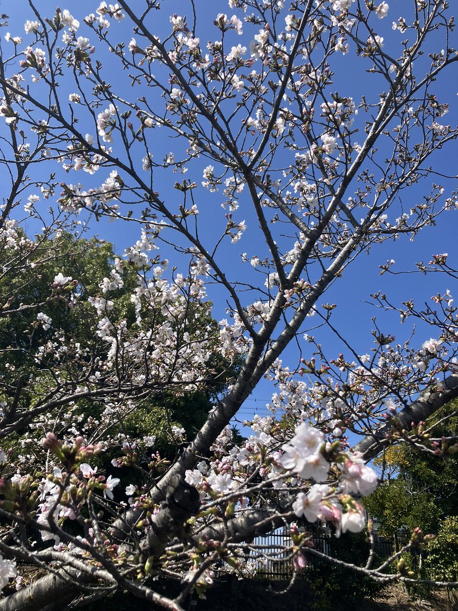 38モデル@ tweet media