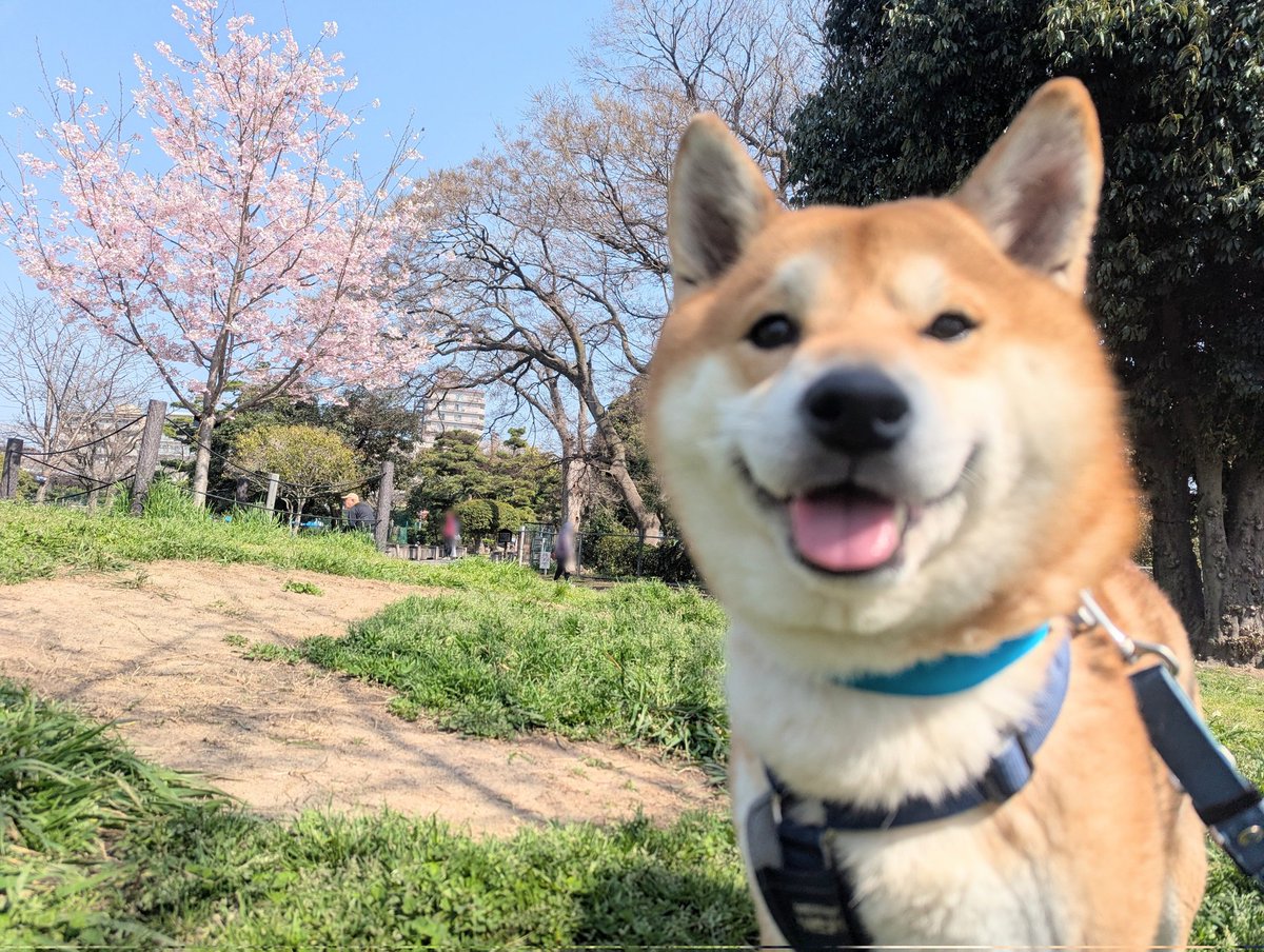 柴犬りく tweet media