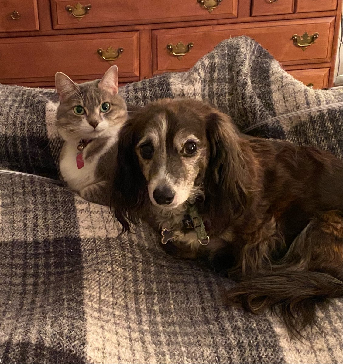 skemmons's tweet photo. @gooseydotgov Smokey and Cody say, “Hi, Goose!” https://t.co/dLZC1mlem3
