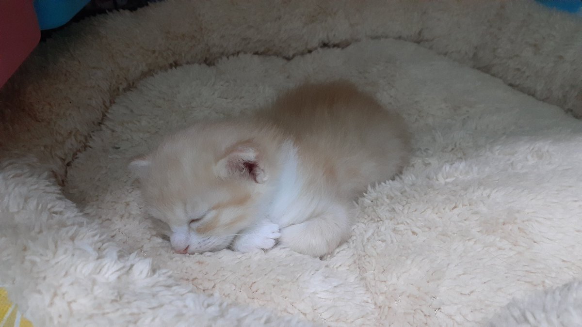 Сеня Лиса tweet media