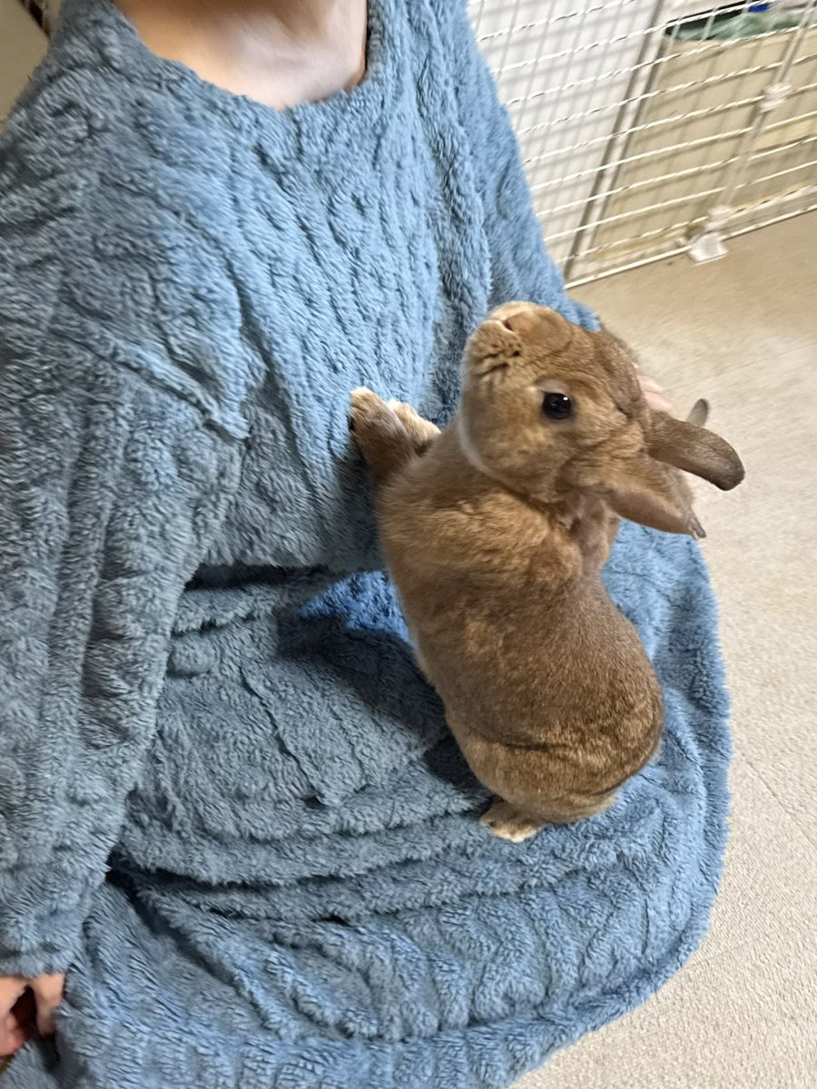 ちくわMark2 tweet media