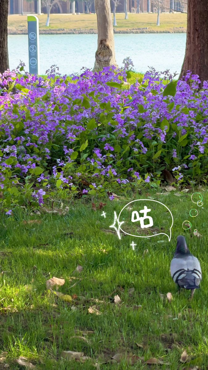 ZJU_China's tweet image. Spring Vibes 🌱🌷🌸🤍🌞

As spring arrives, it’s time to embrace it on the beautiful campus of ZJU—stroll among the blossoms, breathe in the fresh air, and enjoy the peace and relaxation the season brings.

Photos: 浙大ZIBS
#ZJU #ZJUcampus #Springvibe #springiscoming #flowers