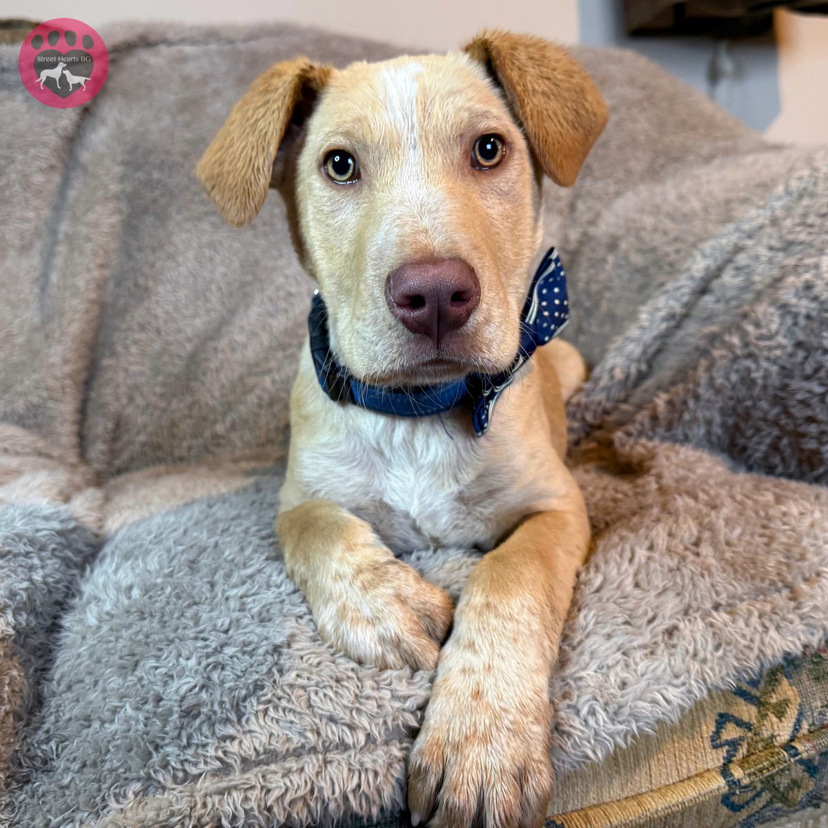 StreetHeartsBG's tweet image. We have under €1,000 left in our NGO account. We are running out of dog food, especially for puppies, and veterinary bills are piling up.

Please help, if you can. Skip a treat today and donate £5 to support our dogs: bit.ly/DonateToSHBG.

Thank you. ❤️

#DogRescue #DogLove