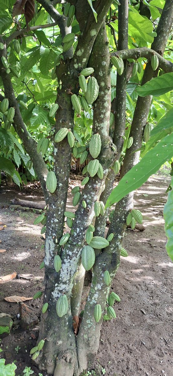 Thomas-Josephat tweet media