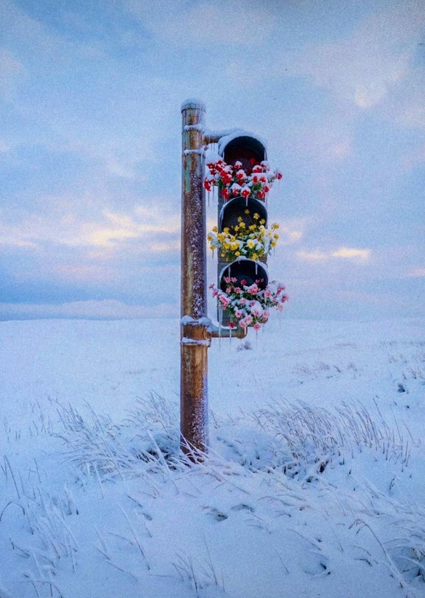 Rosa🦋 tweet media