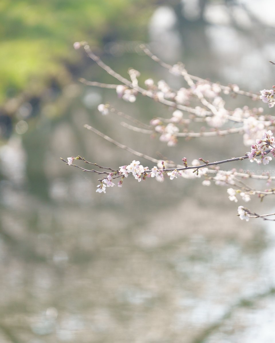 R SATO（佐藤　玲）@C108申し込みました tweet media