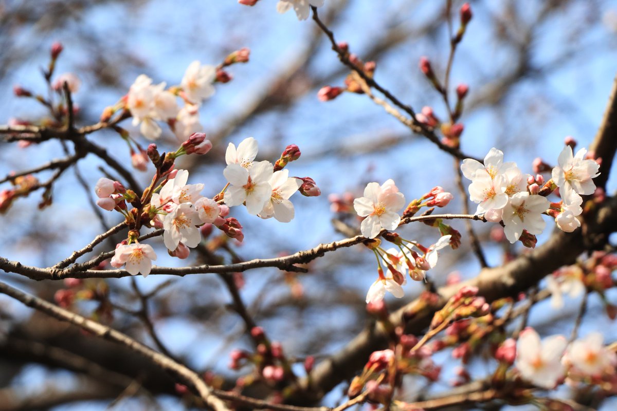 Nimo5@jp tweet media