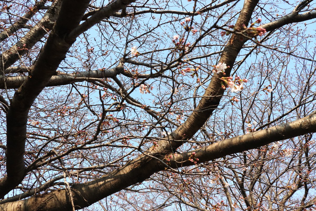 Nimo5@jp tweet media