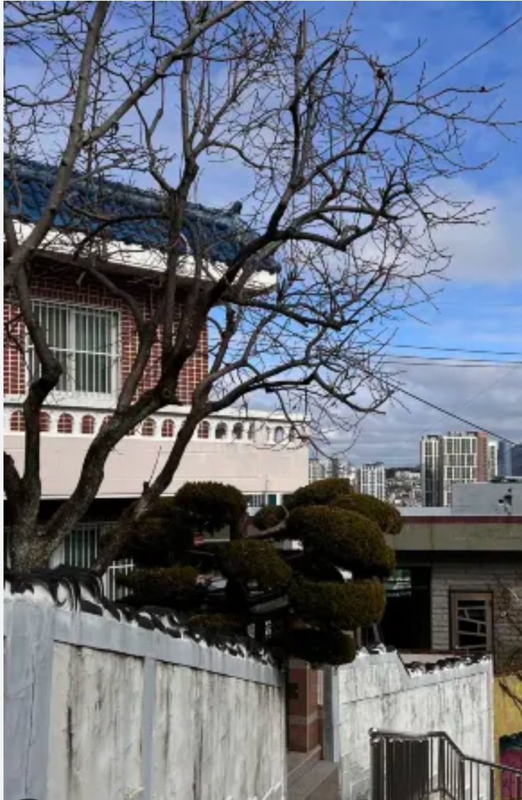 البيلسان tweet media