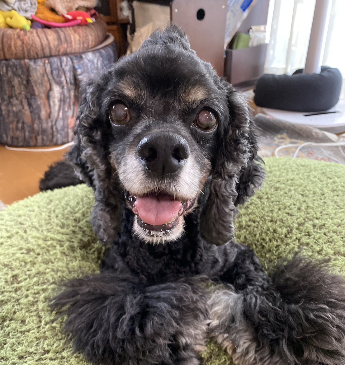 ごんぞう tweet media