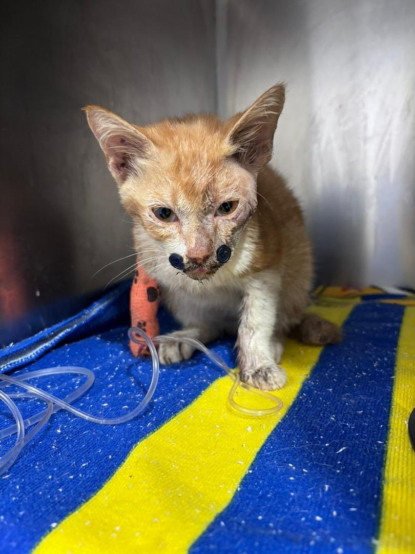 shahirah tweet media