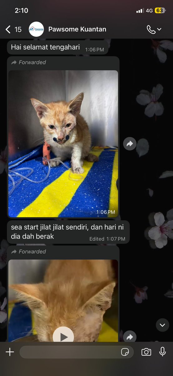 shahirah tweet media