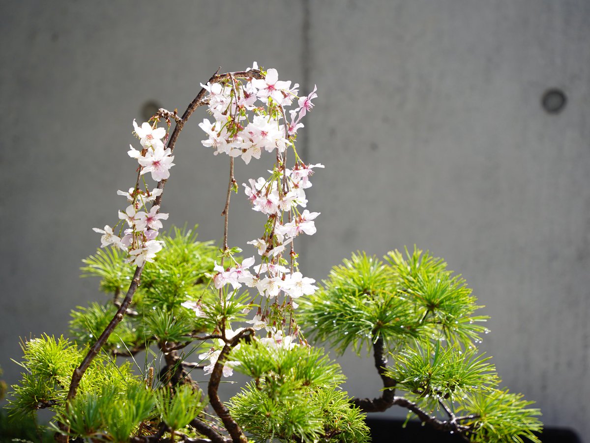 Log253_info's tweet photo. 出会いの季節の前に、別れの季節でもあり。桜が満開になっていました。 https://t.co/DcCiNBOfgz