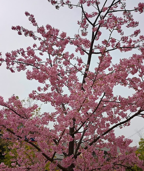 外回り拠点にしてる駅前の桜は他の所よりいつも早く咲いてるのよねん🌸
日辺りと回りのストアから暖かい排気エアーが流れてくるのが影響してるのかしらん☀♨🌬('ー`)? 