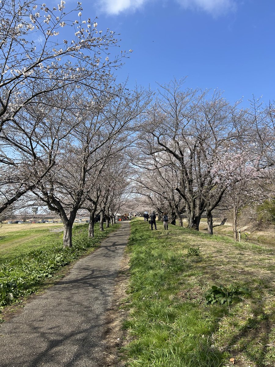 dgqmgta's tweet photo. 急遽、仕事が休みになり、桜開花巡り。

つくば市『福岡堰』

早くも屋台も出て、お祭りムード😃 https://t.co/omQ5l1z0Td