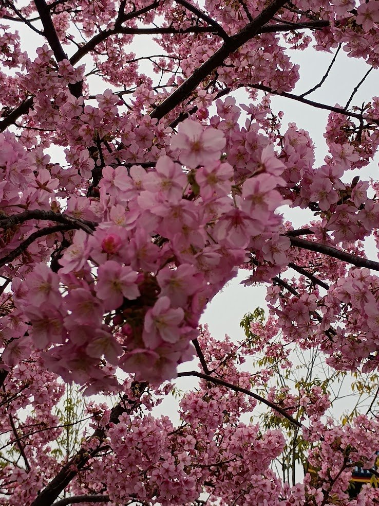 外回り拠点にしてる駅前の桜は他の所よりいつも早く咲いてるのよねん🌸
日辺りと回りのストアから暖かい排気エアーが流れてくるのが影響してるのかしらん☀♨🌬('ー`)? 