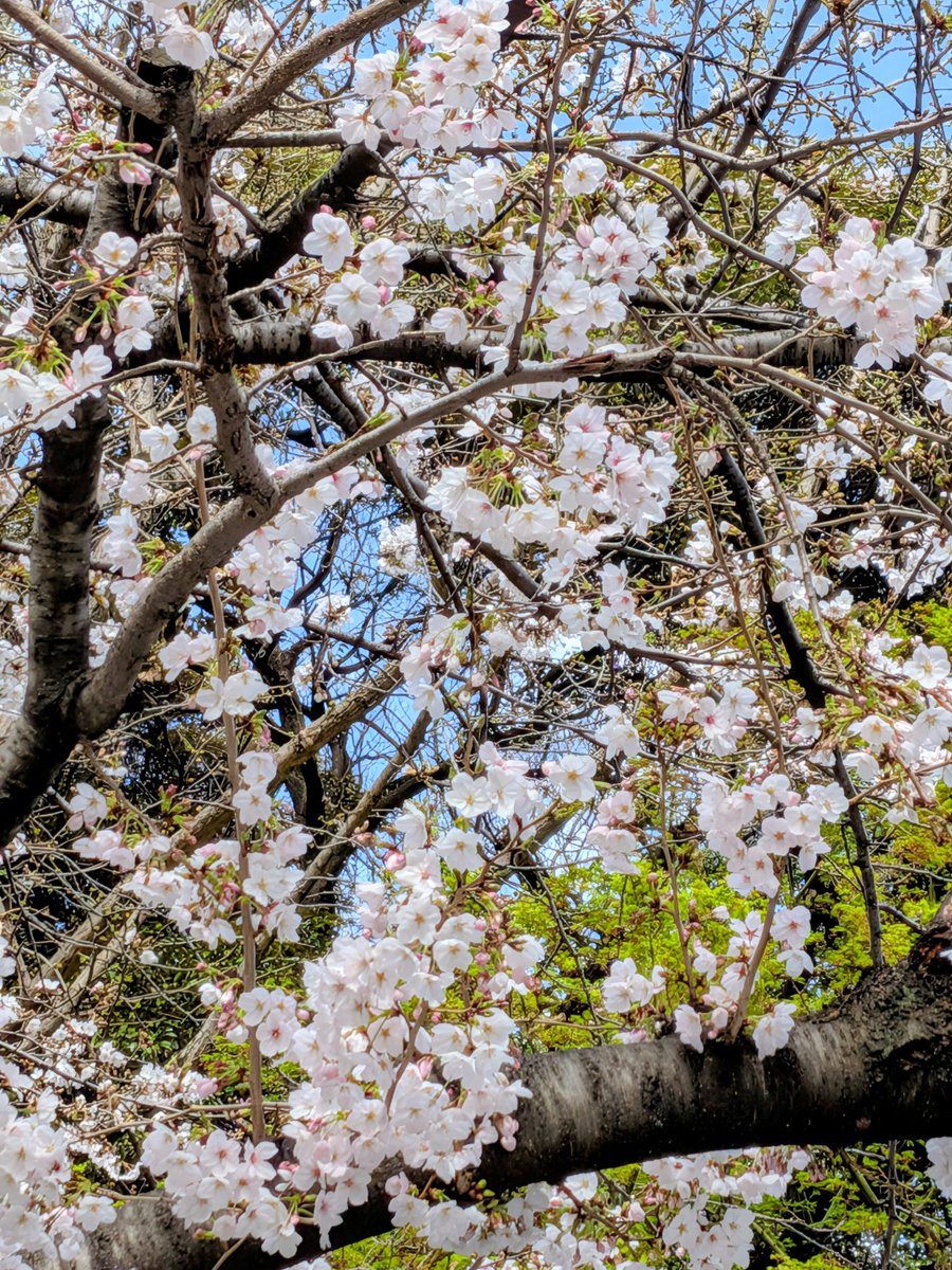 まいねぇ。 tweet media