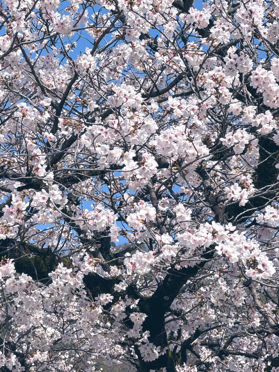 レジスタ💫💫⭐︎💫💫 tweet media