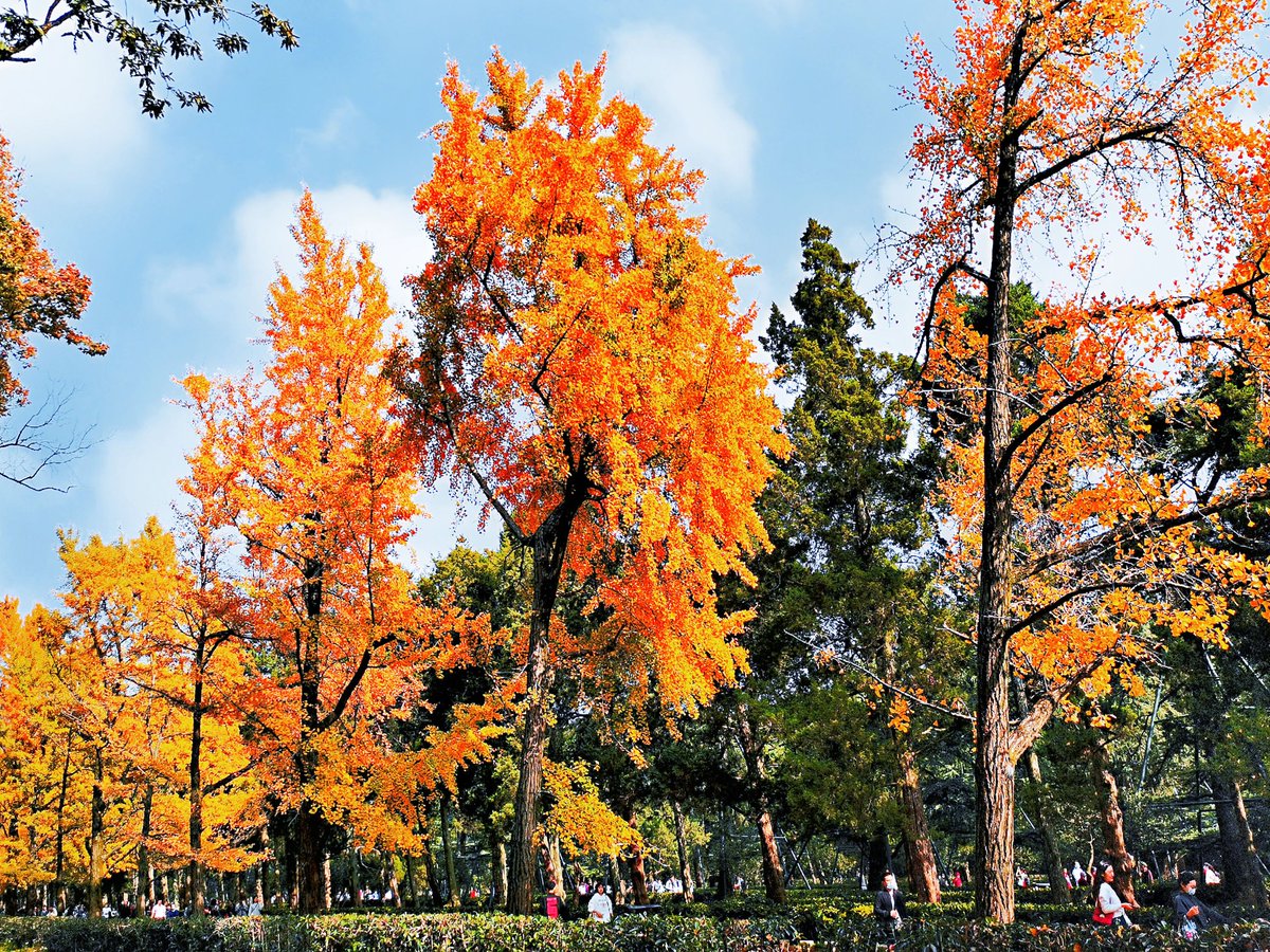 Tekena Teora tweet media