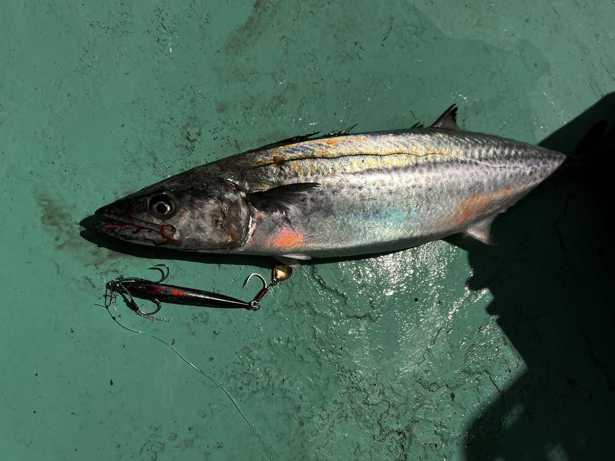 こ〜や🐟 tweet media