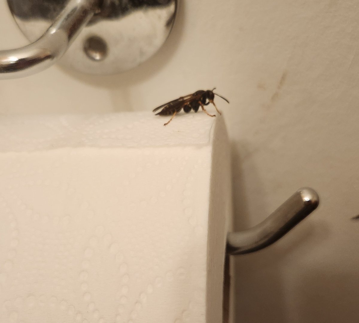 •pierrot of shtwt• tweet media