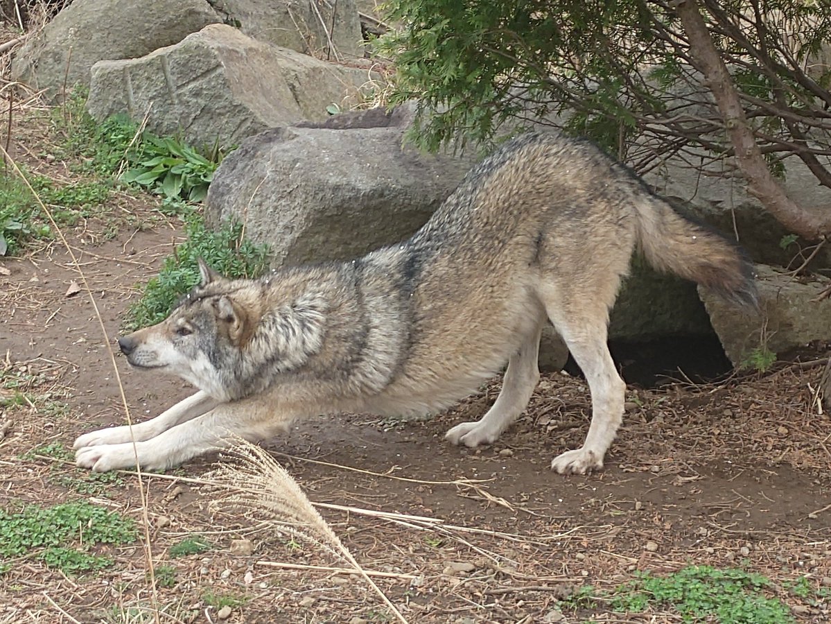 Cheng-Ren🦊🐺 tweet media