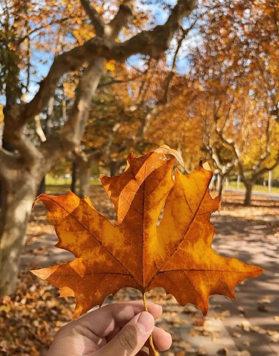 FX Diversified tweet media