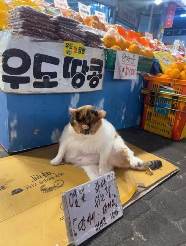 내 취향 사진들 tweet media