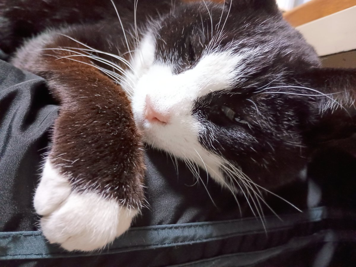 さて・・・にーちゃんはそろそろ仕事したいのだけど。ぷすーぷすーいって寝てるたーちゃん。 