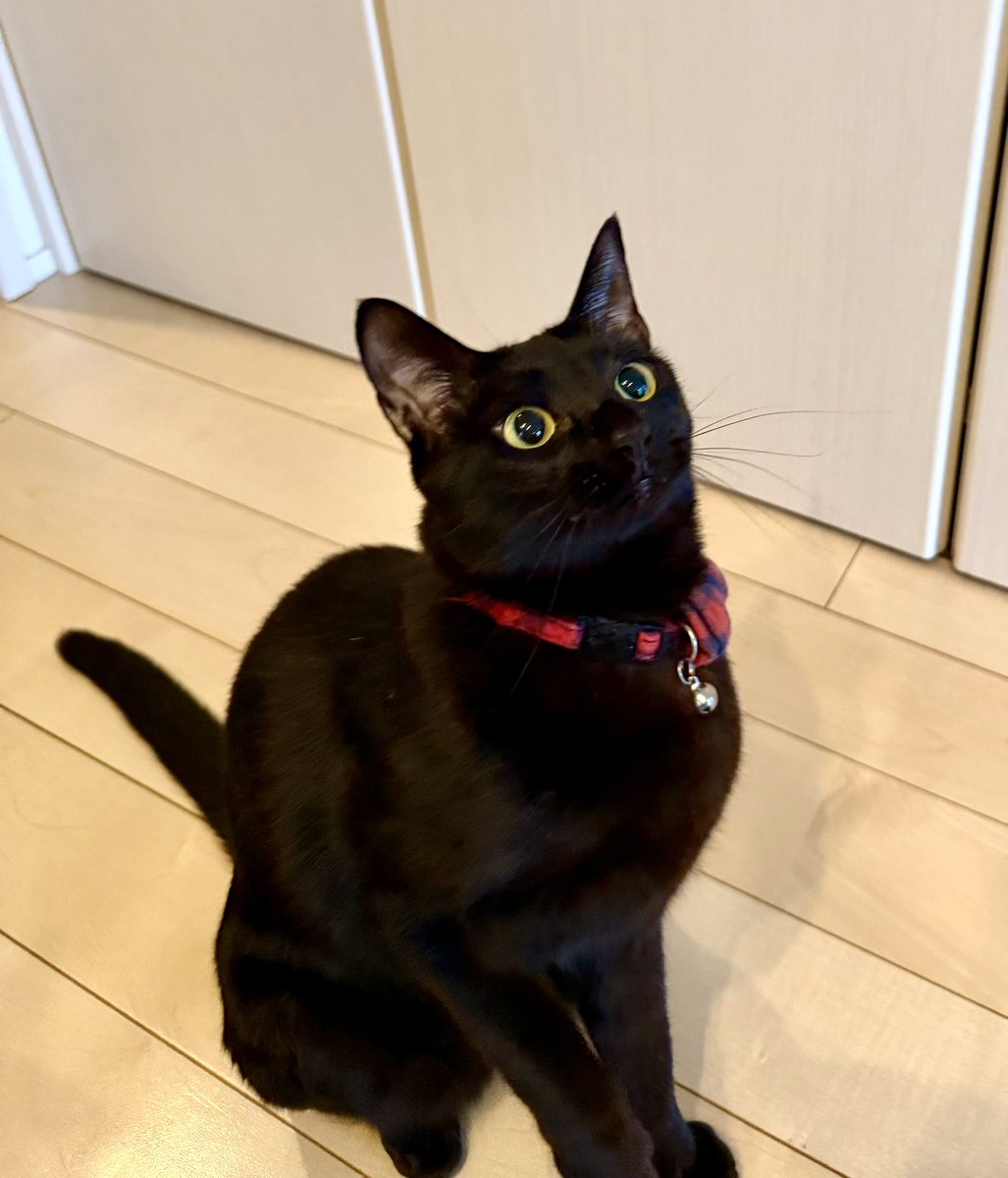 荒木　夜一（あらき　よるいち） tweet media