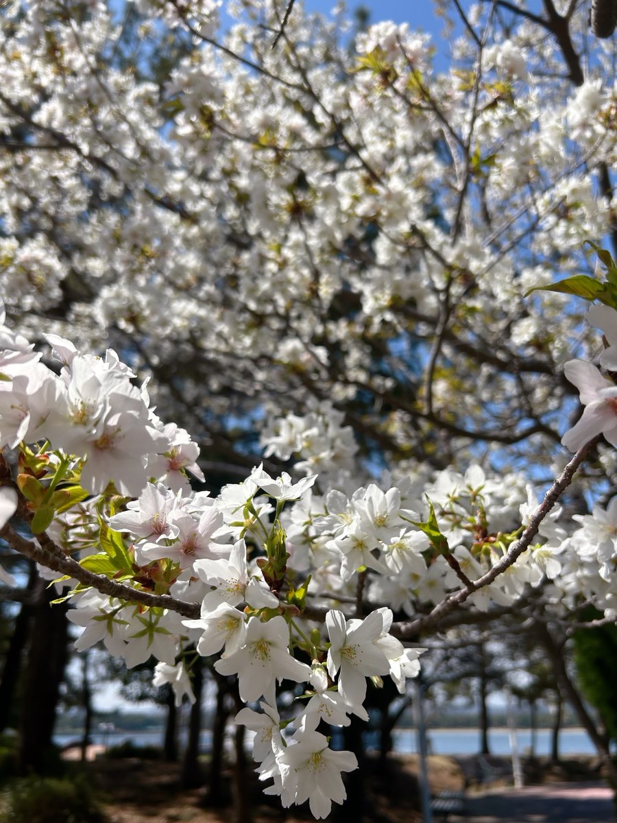 本日3/27は #さくらの日 🌸／ 本日撮影した #オオシマザクラ 🌱 八景島